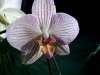 Orchideen, Parfümöl, 10 ml (1L/203,49 Euro)