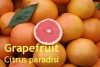 Grapefruitöl, pink, 50ml (Italien/USA) (1l/120,00Euro)
