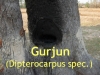 Gurjunbalsam, 30ml (1l/690,00Euro)