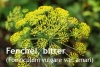 Fenchell, bitter, 10ml (1L/480,00 Euro)