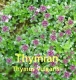 Thymianl, 50ml (1l/140,00Euro)