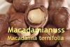 Macadamianussöl, 100 ml (1 L/40,00 Euro)