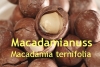 Macadamianussl, 100 ml (1 L/40,00 Euro)