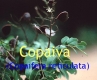 Copaivbalsam, Kopaiva, 30 ml (1l/200,00Euro)