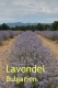 Lavendelöl, (Bulg.), 10ml (1 l/390,00 Euro)